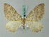  (Rheumaptera tremodes - BC ZSM Lep 62751)  @13 [ ] CreativeCommons - Attribution Non-Commercial Share-Alike (2012) Axel Hausmann/Bavarian State Collection of Zoology (ZSM) SNSB, Zoologische Staatssammlung Muenchen