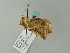  ( - BC ZSM Lep 63133)  @12 [ ] CreativeCommons - Attribution Non-Commercial Share-Alike (2012) Axel Hausmann/Bavarian State Collection of Zoology (ZSM) SNSB, Zoologische Staatssammlung Muenchen