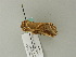  ( - BC ZSM Lep 63134)  @12 [ ] CreativeCommons - Attribution Non-Commercial Share-Alike (2012) Axel Hausmann/Bavarian State Collection of Zoology (ZSM) SNSB, Zoologische Staatssammlung Muenchen