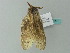  ( - BC ZSM Lep 63147)  @11 [ ] CreativeCommons - Attribution Non-Commercial Share-Alike (2012) Axel Hausmann/Bavarian State Collection of Zoology (ZSM) SNSB, Zoologische Staatssammlung Muenchen