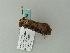  ( - BC ZSM Lep 63185)  @13 [ ] CreativeCommons - Attribution Non-Commercial Share-Alike (2012) Axel Hausmann/Bavarian State Collection of Zoology (ZSM) SNSB, Zoologische Staatssammlung Muenchen
