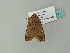  (Agrotis cinereaAH01Gg - BC ZSM Lep 63201)  @12 [ ] CreativeCommons - Attribution Non-Commercial Share-Alike (2012) Axel Hausmann/Bavarian State Collection of Zoology (ZSM) SNSB, Zoologische Staatssammlung Muenchen