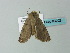  ( - BC ZSM Lep 63202)  @11 [ ] CreativeCommons - Attribution Non-Commercial Share-Alike (2012) Axel Hausmann/Bavarian State Collection of Zoology (ZSM) SNSB, Zoologische Staatssammlung Muenchen