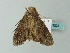  ( - BC ZSM Lep 63223)  @11 [ ] CreativeCommons - Attribution Non-Commercial Share-Alike (2012) Axel Hausmann/Bavarian State Collection of Zoology (ZSM) SNSB, Zoologische Staatssammlung Muenchen