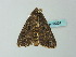  ( - BC ZSM Lep 63224)  @13 [ ] CreativeCommons - Attribution Non-Commercial Share-Alike (2012) Axel Hausmann/Bavarian State Collection of Zoology (ZSM) SNSB, Zoologische Staatssammlung Muenchen