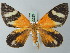  (Hagnagora croceitincta - BC ZSM Lep 63229)  @15 [ ] CreativeCommons - Attribution Non-Commercial Share-Alike (2012) Axel Hausmann/Bavarian State Collection of Zoology (ZSM) SNSB, Zoologische Staatssammlung Muenchen