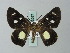  (Spiloctenia - BC ZSM Lep 63267)  @14 [ ] CreativeCommons - Attribution Non-Commercial Share-Alike (2012) Axel Hausmann/Bavarian State Collection of Zoology (ZSM) SNSB, Zoologische Staatssammlung Muenchen