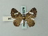  (Heterusia conon - BC ZSM Lep 63278)  @12 [ ] CreativeCommons - Attribution Non-Commercial Share-Alike (2012) Axel Hausmann/Bavarian State Collection of Zoology (ZSM) SNSB, Zoologische Staatssammlung Muenchen