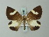  (Heterusia plagia - BC ZSM Lep 63281)  @12 [ ] CreativeCommons - Attribution Non-Commercial Share-Alike (2012) Axel Hausmann/Bavarian State Collection of Zoology (ZSM) SNSB, Zoologische Staatssammlung Muenchen