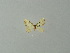  ( - BC ZSM Lep 63299)  @11 [ ] CreativeCommons - Attribution Non-Commercial Share-Alike (2012) Axel Hausmann/Bavarian State Collection of Zoology (ZSM) SNSB, Zoologische Staatssammlung Muenchen