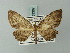 (Collix inaequata - BC ZSM Lep 63307)  @12 [ ] CreativeCommons - Attribution Non-Commercial Share-Alike (2012) Axel Hausmann/Bavarian State Collection of Zoology (ZSM) SNSB, Zoologische Staatssammlung Muenchen