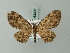  (Collix hypospilata - BC ZSM Lep 63308)  @12 [ ] CreativeCommons - Attribution Non-Commercial Share-Alike (2012) Axel Hausmann/Bavarian State Collection of Zoology (ZSM) SNSB, Zoologische Staatssammlung Muenchen