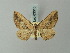  (Horisme detersata - BC ZSM Lep 63310)  @13 [ ] CreativeCommons - Attribution Non-Commercial Share-Alike (2012) Axel Hausmann/Bavarian State Collection of Zoology (ZSM) SNSB, Zoologische Staatssammlung Muenchen