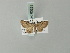  (Eupithecia invisa - BC ZSM Lep 63321)  @13 [ ] CreativeCommons - Attribution Non-Commercial Share-Alike (2012) Axel Hausmann/Bavarian State Collection of Zoology (ZSM) SNSB, Zoologische Staatssammlung Muenchen