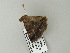 ( - BC ZSM Lep 65795)  @12 [ ] CreativeCommons - Attribution Non-Commercial Share-Alike (2012) Axel Hausmann/Bavarian State Collection of Zoology (ZSM) SNSB, Zoologische Staatssammlung Muenchen