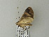  ( - BC ZSM Lep 65796)  @12 [ ] CreativeCommons - Attribution Non-Commercial Share-Alike (2012) Axel Hausmann/Bavarian State Collection of Zoology (ZSM) SNSB, Zoologische Staatssammlung Muenchen