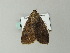  ( - BC ZSM Lep 65797)  @13 [ ] CreativeCommons - Attribution Non-Commercial Share-Alike (2012) Axel Hausmann/Bavarian State Collection of Zoology (ZSM) SNSB, Zoologische Staatssammlung Muenchen