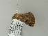 ( - BC ZSM Lep 65799)  @12 [ ] CreativeCommons - Attribution Non-Commercial Share-Alike (2012) Axel Hausmann/Bavarian State Collection of Zoology (ZSM) SNSB, Zoologische Staatssammlung Muenchen