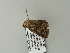  (Heteropalpia cortytoides - BC ZSM Lep 65800)  @13 [ ] CreativeCommons - Attribution Non-Commercial Share-Alike (2012) Axel Hausmann/Bavarian State Collection of Zoology (ZSM) SNSB, Zoologische Staatssammlung Muenchen