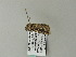  ( - BC ZSM Lep 65802)  @12 [ ] CreativeCommons - Attribution Non-Commercial Share-Alike (2012) Axel Hausmann/Bavarian State Collection of Zoology (ZSM) SNSB, Zoologische Staatssammlung Muenchen