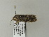 ( - BC ZSM Lep 65811)  @12 [ ] CreativeCommons - Attribution Non-Commercial Share-Alike (2012) Axel Hausmann/Bavarian State Collection of Zoology (ZSM) SNSB, Zoologische Staatssammlung Muenchen