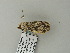  ( - BC ZSM Lep 65812)  @12 [ ] CreativeCommons - Attribution Non-Commercial Share-Alike (2012) Axel Hausmann/Bavarian State Collection of Zoology (ZSM) SNSB, Zoologische Staatssammlung Muenchen