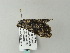  ( - BC ZSM Lep 65813)  @12 [ ] CreativeCommons - Attribution Non-Commercial Share-Alike (2012) Axel Hausmann/Bavarian State Collection of Zoology (ZSM) SNSB, Zoologische Staatssammlung Muenchen