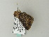  ( - BC ZSM Lep 65814)  @12 [ ] CreativeCommons - Attribution Non-Commercial Share-Alike (2012) Axel Hausmann/Bavarian State Collection of Zoology (ZSM) SNSB, Zoologische Staatssammlung Muenchen