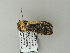  ( - BC ZSM Lep 65816)  @12 [ ] CreativeCommons - Attribution Non-Commercial Share-Alike (2012) Axel Hausmann/Bavarian State Collection of Zoology (ZSM) SNSB, Zoologische Staatssammlung Muenchen