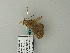  ( - BC ZSM Lep 65843)  @13 [ ] CreativeCommons - Attribution Non-Commercial Share-Alike (2012) Axel Hausmann/Bavarian State Collection of Zoology (ZSM) SNSB, Zoologische Staatssammlung Muenchen