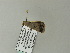  (Plecoptera annexa - BC ZSM Lep 65851)  @12 [ ] CreativeCommons - Attribution Non-Commercial Share-Alike (2012) Axel Hausmann/Bavarian State Collection of Zoology (ZSM) SNSB, Zoologische Staatssammlung Muenchen