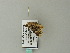  ( - BC ZSM Lep 65860)  @12 [ ] CreativeCommons - Attribution Non-Commercial Share-Alike (2012) Axel Hausmann/Bavarian State Collection of Zoology (ZSM) SNSB, Zoologische Staatssammlung Muenchen