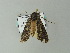  ( - BC ZSM Lep 65864)  @12 [ ] CreativeCommons - Attribution Non-Commercial Share-Alike (2012) Axel Hausmann/Bavarian State Collection of Zoology (ZSM) SNSB, Zoologische Staatssammlung Muenchen