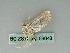  (Paracymoriza inexstricata - BC ZSM Lep 56048)  @12 [ ] CreativeCommons - Attribution Non-Commercial Share-Alike (2012) Axel Hausmann/Bavarian State Collection of Zoology (ZSM) SNSB, Zoologische Staatssammlung Muenchen