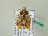  ( - BC ZSM Lep 61043)  @12 [ ] CreativeCommons - Attribution Non-Commercial Share-Alike (2012) Axel Hausmann/Bavarian State Collection of Zoology (ZSM) SNSB, Zoologische Staatssammlung Muenchen