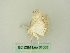  ( - BC ZSM Lep 61053)  @12 [ ] CreativeCommons - Attribution Non-Commercial Share-Alike (2012) Axel Hausmann/Bavarian State Collection of Zoology (ZSM) SNSB, Zoologische Staatssammlung Muenchen