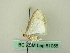  ( - BC ZSM Lep 61055)  @12 [ ] CreativeCommons - Attribution Non-Commercial Share-Alike (2012) Axel Hausmann/Bavarian State Collection of Zoology (ZSM) SNSB, Zoologische Staatssammlung Muenchen