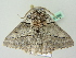  ( - BC ZSM Lep 61086)  @12 [ ] CreativeCommons - Attribution Non-Commercial Share-Alike (2012) Axel Hausmann/Bavarian State Collection of Zoology (ZSM) SNSB, Zoologische Staatssammlung Muenchen