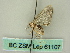  ( - BC ZSM Lep 61107)  @12 [ ] CreativeCommons - Attribution Non-Commercial Share-Alike (2012) Axel Hausmann/Bavarian State Collection of Zoology (ZSM) SNSB, Zoologische Staatssammlung Muenchen