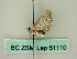  ( - BC ZSM Lep 61110)  @12 [ ] CreativeCommons - Attribution Non-Commercial Share-Alike (2012) Axel Hausmann/Bavarian State Collection of Zoology (ZSM) SNSB, Zoologische Staatssammlung Muenchen