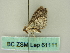  ( - BC ZSM Lep 61111)  @11 [ ] CreativeCommons - Attribution Non-Commercial Share-Alike (2012) Axel Hausmann/Bavarian State Collection of Zoology (ZSM) SNSB, Zoologische Staatssammlung Muenchen