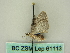  (Chloroclystis AH04Au - BC ZSM Lep 61113)  @12 [ ] CreativeCommons - Attribution Non-Commercial Share-Alike (2012) Axel Hausmann/Bavarian State Collection of Zoology (ZSM) SNSB, Zoologische Staatssammlung Muenchen