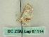  ( - BC ZSM Lep 61114)  @12 [ ] CreativeCommons - Attribution Non-Commercial Share-Alike (2012) Axel Hausmann/Bavarian State Collection of Zoology (ZSM) SNSB, Zoologische Staatssammlung Muenchen