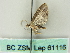  ( - BC ZSM Lep 61116)  @12 [ ] CreativeCommons - Attribution Non-Commercial Share-Alike (2012) Axel Hausmann/Bavarian State Collection of Zoology (ZSM) SNSB, Zoologische Staatssammlung Muenchen