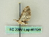  ( - BC ZSM Lep 61126)  @12 [ ] CreativeCommons - Attribution Non-Commercial Share-Alike (2012) Axel Hausmann/Bavarian State Collection of Zoology (ZSM) SNSB, Zoologische Staatssammlung Muenchen
