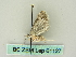  ( - BC ZSM Lep 61127)  @12 [ ] CreativeCommons - Attribution Non-Commercial Share-Alike (2012) Axel Hausmann/Bavarian State Collection of Zoology (ZSM) SNSB, Zoologische Staatssammlung Muenchen