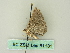  ( - BC ZSM Lep 61131)  @12 [ ] CreativeCommons - Attribution Non-Commercial Share-Alike (2012) Axel Hausmann/Bavarian State Collection of Zoology (ZSM) SNSB, Zoologische Staatssammlung Muenchen