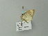  ( - BC ZSM Lep 64877)  @12 [ ] CreativeCommons - Attribution Non-Commercial Share-Alike (2012) Axel Hausmann/Bavarian State Collection of Zoology (ZSM) SNSB, Zoologische Staatssammlung Muenchen