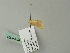  ( - BC ZSM Lep 64901)  @12 [ ] CreativeCommons - Attribution Non-Commercial Share-Alike (2012) Axel Hausmann/Bavarian State Collection of Zoology (ZSM) SNSB, Zoologische Staatssammlung Muenchen