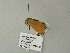  ( - BC ZSM Lep 64932)  @11 [ ] CreativeCommons - Attribution Non-Commercial Share-Alike (2012) Axel Hausmann/Bavarian State Collection of Zoology (ZSM) SNSB, Zoologische Staatssammlung Muenchen